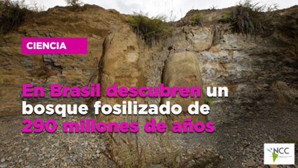 En Brasil descubren un bosque fosilizado de 290 millones de años