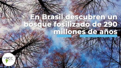 En Brasil descubren un bosque fosilizado de 290 millones de años | 471 | 8 al 14 de agosto 2022