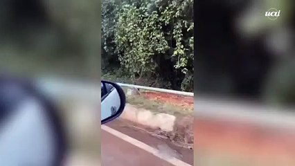Onça é avistada em estrada
