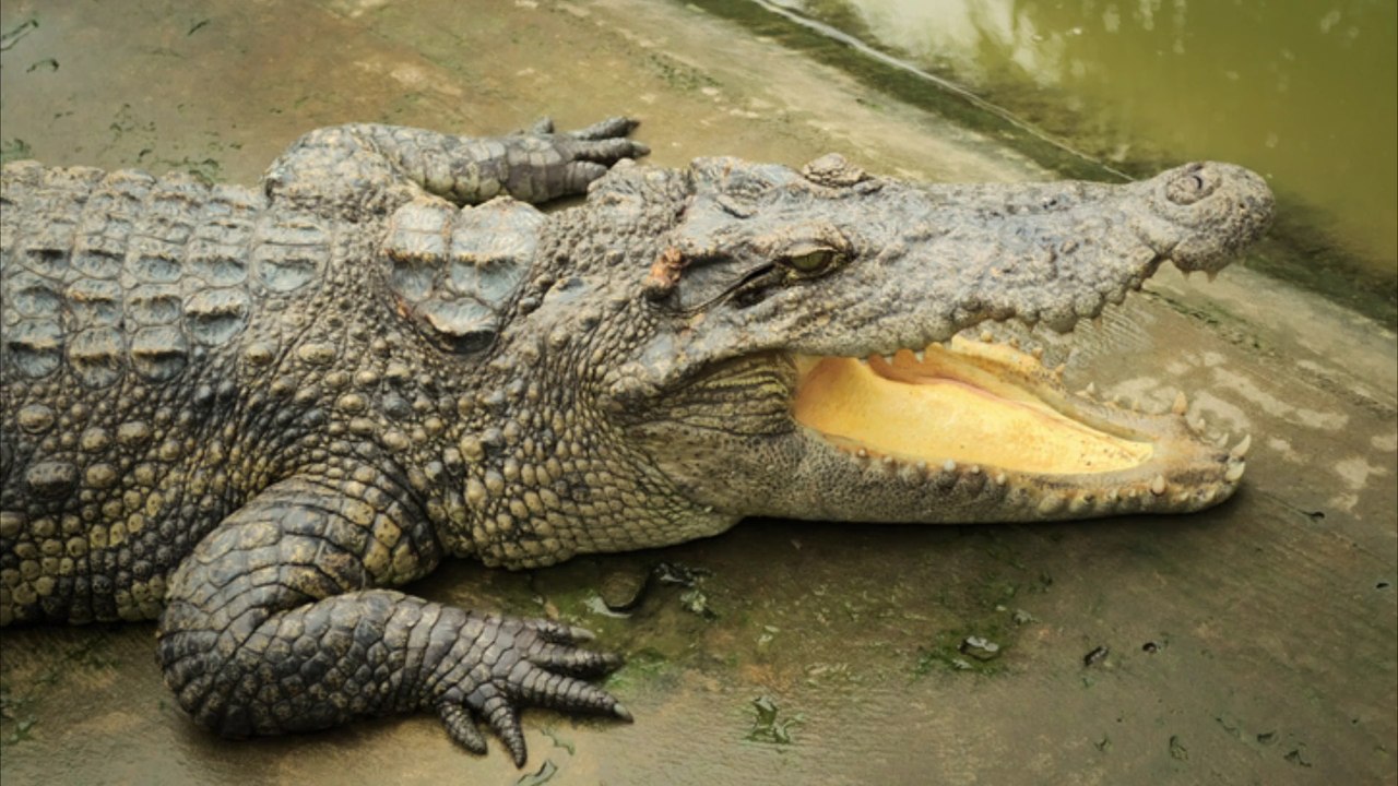 Krokodil attackiert und tötet Teenager beim Angeln