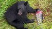 Bear Feasts on Fish