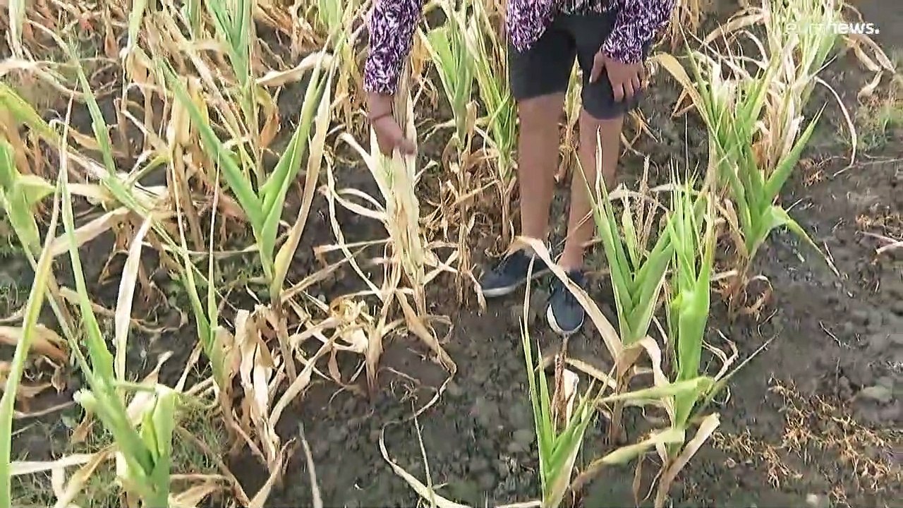 'Historische Dürre' in Frankreich - Örtlich fehlt bereits Trinkwasser