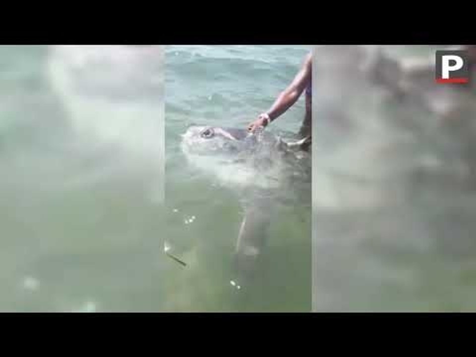 Marseille : des baigneurs découvrent un poisson-lune en bordure de la plage du Prado