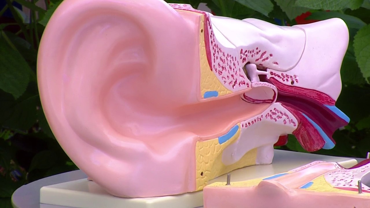 bd-causas-del-oido-tapado-050822