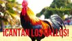 CANTAN LOS GALLOS ALFREDO ESPINO | Jícaras Tristes Panoramas y Aromas | Alfredo Espino Poemas