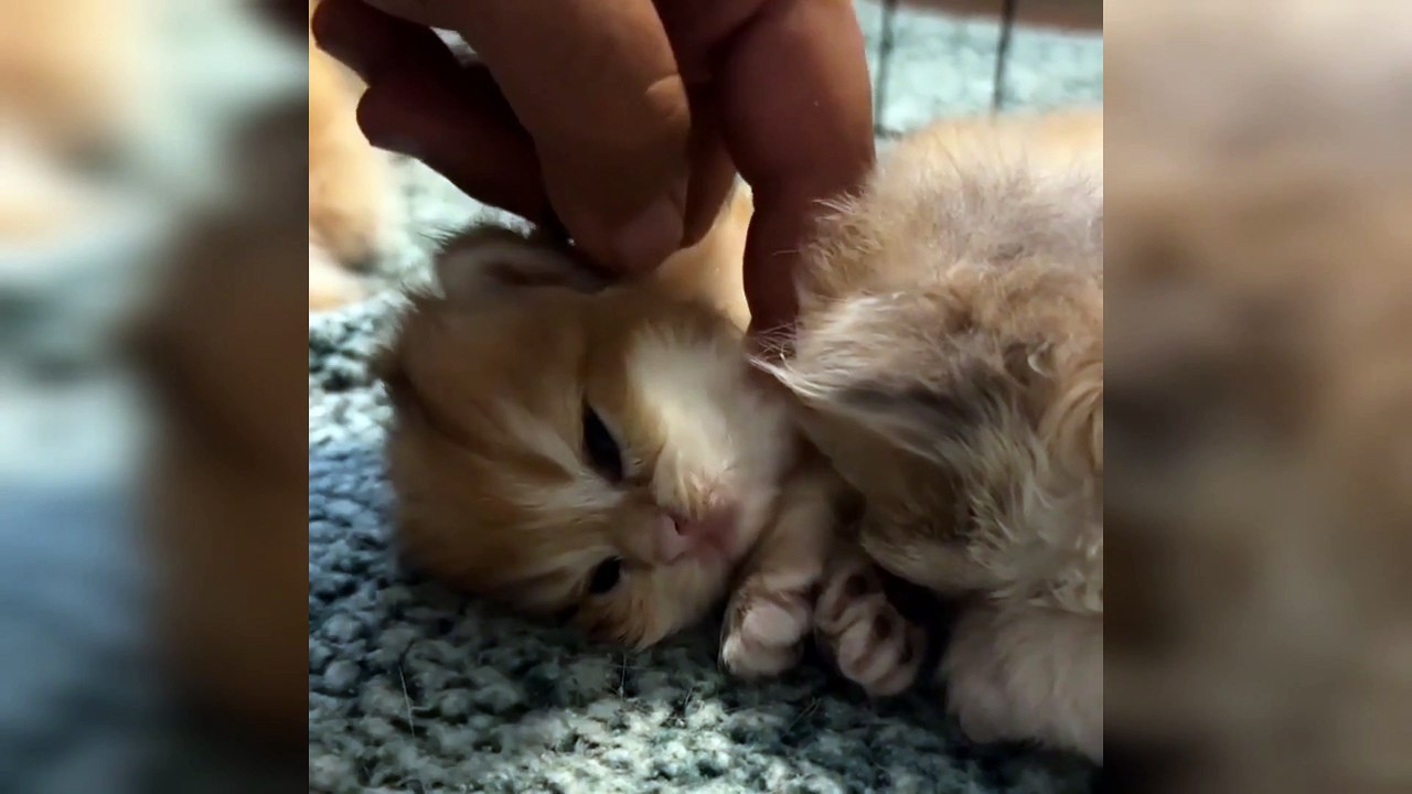 Aww Soo Sweet Kitty