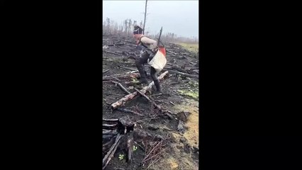 Planter des arbres après un incendie