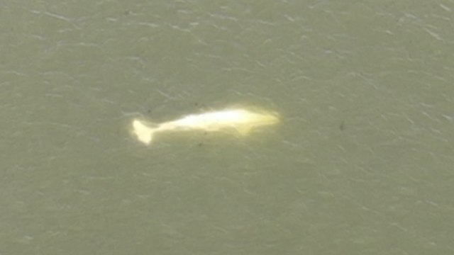 Béluga dans la Seine : Sea Shepherd veut « absolument éviter le même scénario que l’orque »