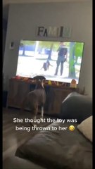 Funny Trend Animals Dogs And Cats Videos  Tranding Video