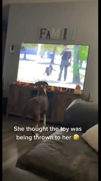 Funny Trend Animals Dogs And Cats Videos Tranding Video