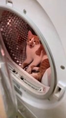 Funny Videos Animals  Fun With Animals Videos