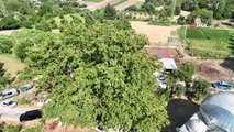 Muğla haberleri | Muğla'daki 842 yaşındaki ağaç koruma altına alındı