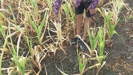 Sequía extrema en Europa | Campos de cultivo muertos y comunidades enteras sin agua