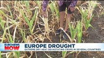Italy drought: Risotto rice harvest fears as paddy fields dry up amid lack of rainfall