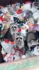 Daily Cat Video - Funny Cats videos