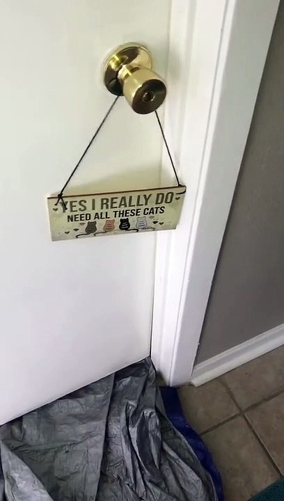 Crazy Cats, Are You Happy? - Hold back your laugh challenge  - Daily Cat Video - Funny Cats