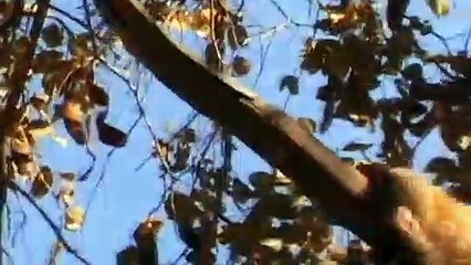 Evil Lion Steal Baby Baboon and Tortures - Gorilla Herd Enters Lion Pride Tribe for Revenge
