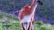 Amazing!!! Mother Guanaco Bravely Attacks Herd Puma To Rescue Her Baby - Lions vs Guanaco