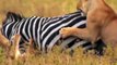 Unbelievable! Mother Zebra Bites off Lion's Tail To Save Her Baby - Lion vs Zebra, Buffalo, Hippo
