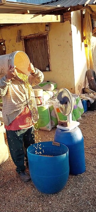 Removing Debris From Corn Without a Sieve