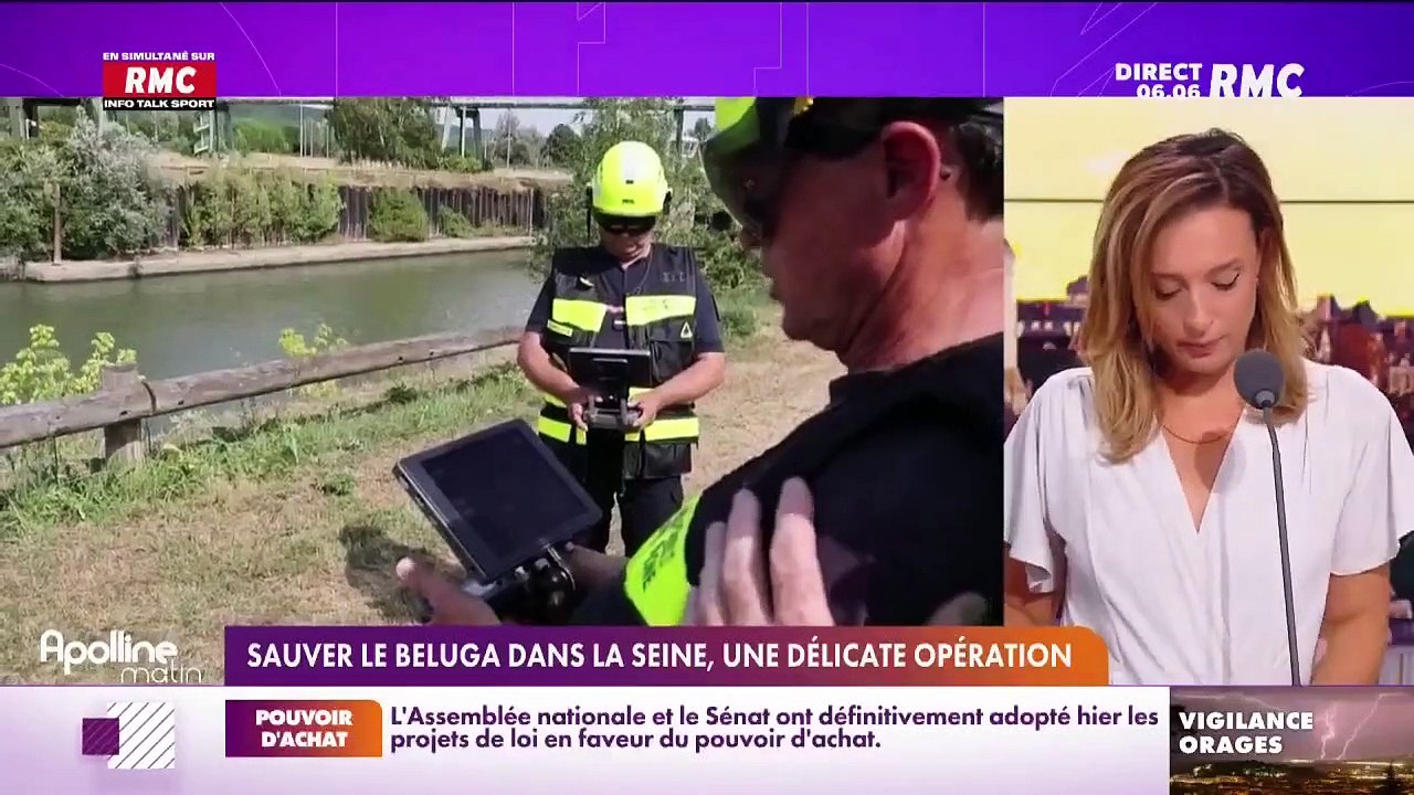 Le béluga, repéré mardi dans la Seine, est en danger car il est entré hier dans une écluse près de Paris et il refuse de se nourrir mettant sa vie en danger