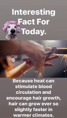 Because heat can stimulate blood circulation and encourage hair growth, hair can grow ever so slightly faster in warmer climates.