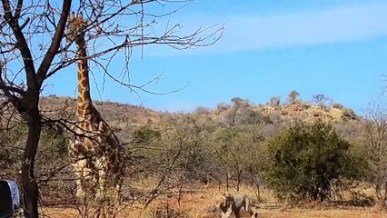 Wildlife Brave Giraffe Kicks Lion Head To Save Baby - Power of LION In The Animal World But FAIL