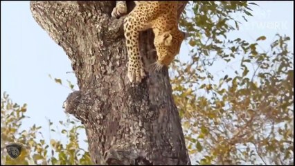 OMG! Mother Warthog Crazy Biting Leopard To Save Her Baby Suddenly Hyena Appeared, What Happen Next