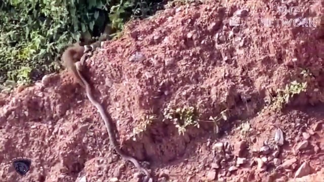 OMG! Cobra Spits Venom To Destroy Mongoose Snake, Eagle vs Spitting Cobra Attack