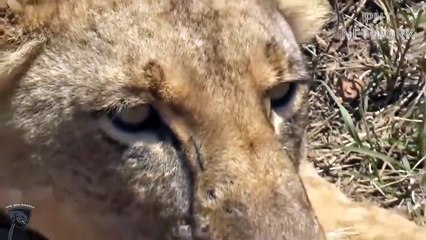 Wild Horse Kicks Lion In The Head To Rescue Zebra Escape From Lion Attack   Wild animals attack