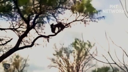 Angry Mother Leopard Attacks  Eagle Because It Was Stolen Her Cub By The Eagle  Wild animals attack