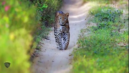 يرتكب النمور والفهود أخطاء عند مهاجمة الثعابين العملاقة - تقاتل الثعابين الفهود والنمور