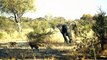 What Happens When  Angry Mother Elephant Attacks A Herd Of Wild Dogs To Protect Her Children