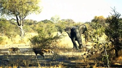 What Happens When  Angry Mother Elephant Attacks A Herd Of Wild Dogs To Protect Her Children