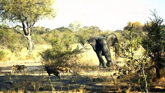 What Happens When Angry Mother Elephant Attacks A Herd Of Wild Dogs To Protect Her Children