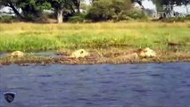 Incredible! Mother Lion Sacrifices Herself To Save Lion Cub Across River - Crocodile vs Lion,Buffalo