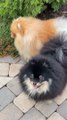 Cutest Funny Animals |  Cutest Dog Videos 2022 | Animals Fun Tv 1M