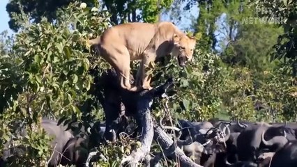 12 Times Animals Destroy Those Who Want To Eat Them    Horse, Buffalo, Elephant...