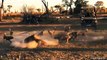 Aggressive Wild Dogs surround Lion mom and cub. Lion mom risked her life to protect her cub