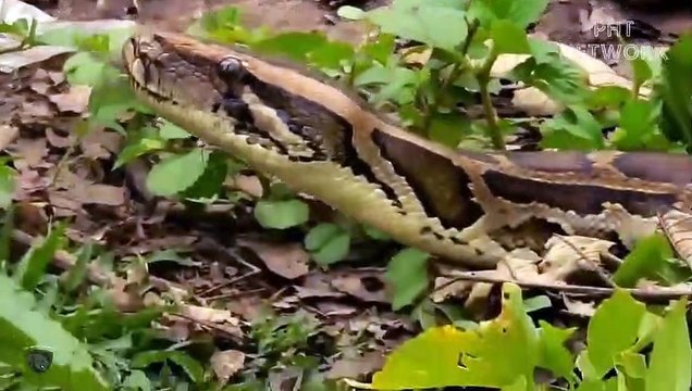 Python Attack Baby Cow!! Mother Cow Saved Baby But Was bitten by Poisoned Python
