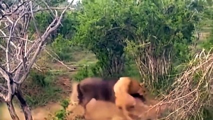 100 Best Fights of Animals Caught On Camera Leopard, Baboon, Lion, Zebra