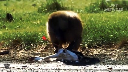 Grizzly Bear Fights Lion, Gorilla, Puma - Mother Bear Protect Cubs From Evil Enemies