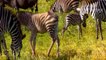 20 Hyenas Savage Destroy Mother Zebra and Newborn