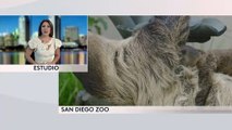 El zoológico de San Diego tiene un nuevo inquilino, un perezoso de dos dedos.