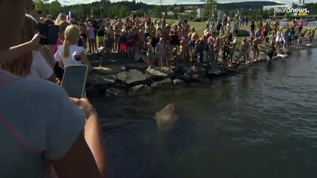 La morsa Freya reaparece en Oslo y se da un baño de masas