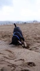  Short video : Smart Dogs cause fever in the online  | Animals Video