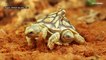 Двухголовая черепаха может надеяться дожить до 100 лет