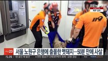 서울 노원구 은행에 출몰한 멧돼지…50분 만에 사살