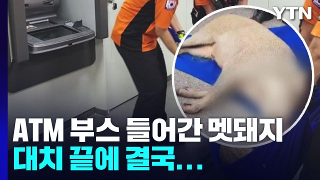 도심 은행에 갇힌 멧돼지...대치 끝 사살 / YTN