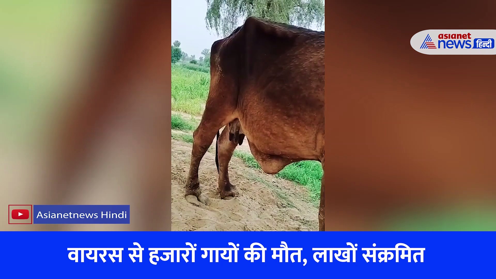 Video: पाकिस्तान से हुई एंट्री, गायों पर कहर बरपा रहा लंपी वायरस, हजारों गौवंश की मौत 